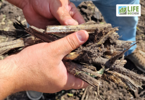 22.08. 2023: Перевірка роботи деструктора ПМК-Д від LIFE BIOCHEM на полях (Чернігівська обл.) 22.08. 2023: Перевірка роботи деструктора ПМК-Д від LIFE BIOCHEM на полях (Чернігівська обл.)