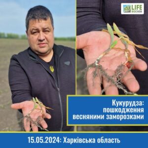15.05.2024: Об'їзд полів на Харківщині (кукурудза) 15.05.2024: Об'їзд полів на Харківщині (кукурудза)